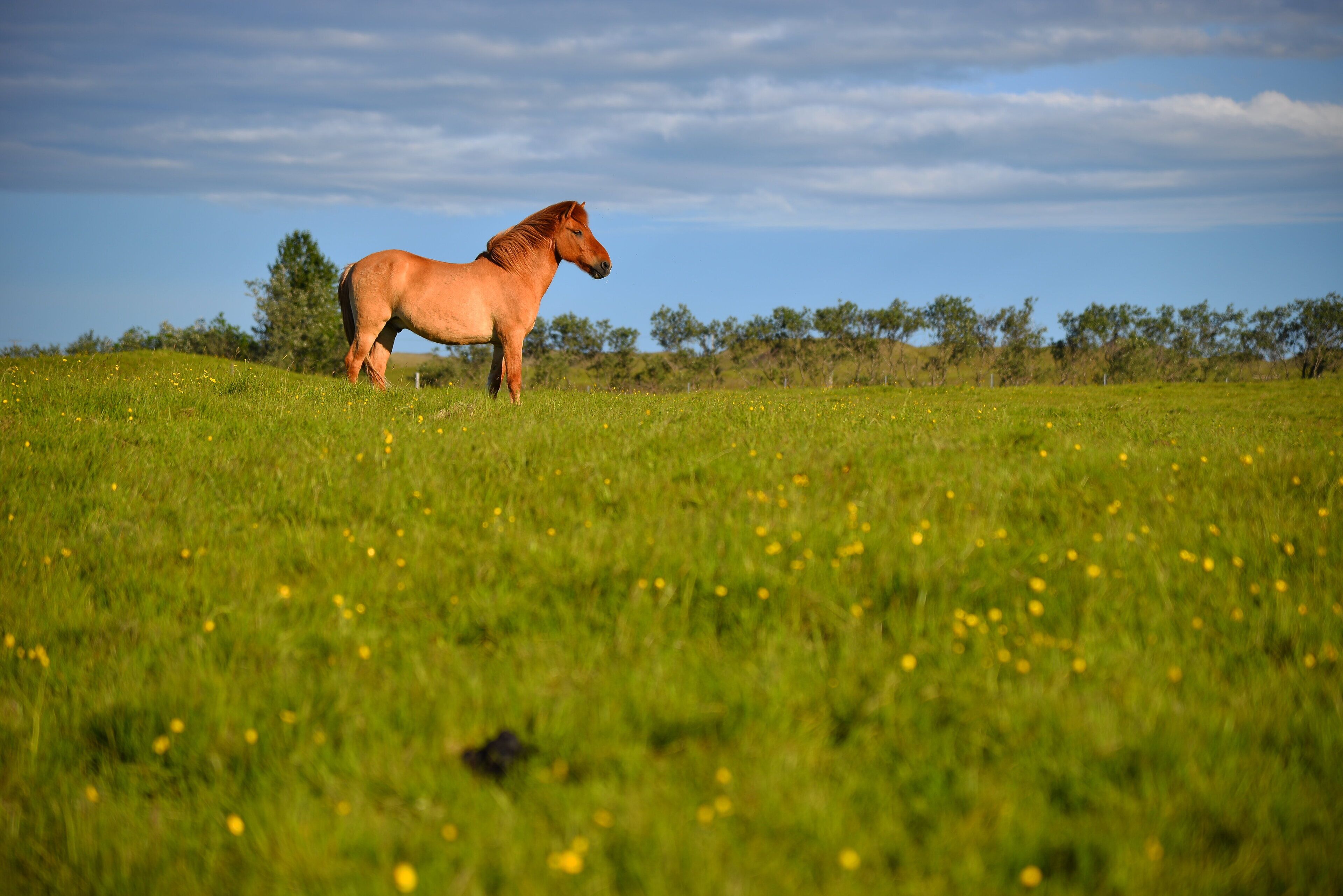 A horse standing in a grassy field with trees in the background.