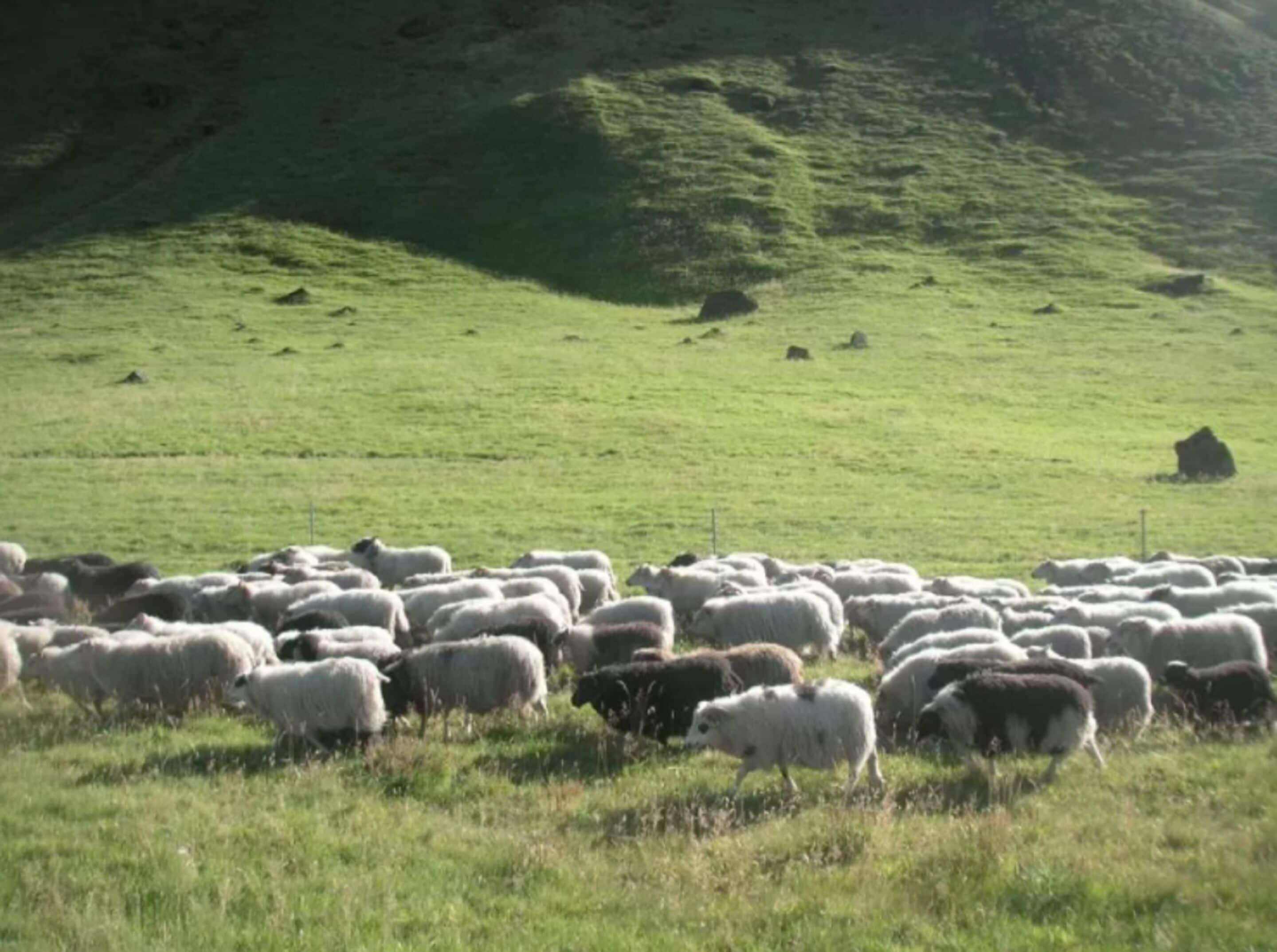 Un ampio gregge di pecore pascola in un prato erboso, con un paesaggio collinare sullo sfondo.