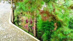 A paved walkway bordered by dense green foliage and a few flowering plants. - 87 Guesthouse (Baguio)
