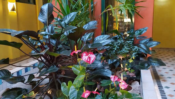 A potted plant with large green leaves and pink flowers in a courtyard with a tiled floor and a yellow building in the background. - Weinhotel Atrium (Bad Salzuflen)