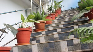 A staircase with potted plants on the steps. - Tree Blanche Munnar (Devikolam)