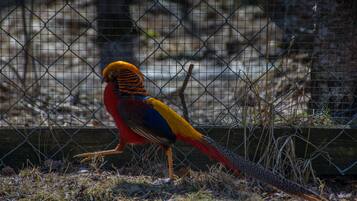 Een vogel met opvallende veren staat voor een draadhek.