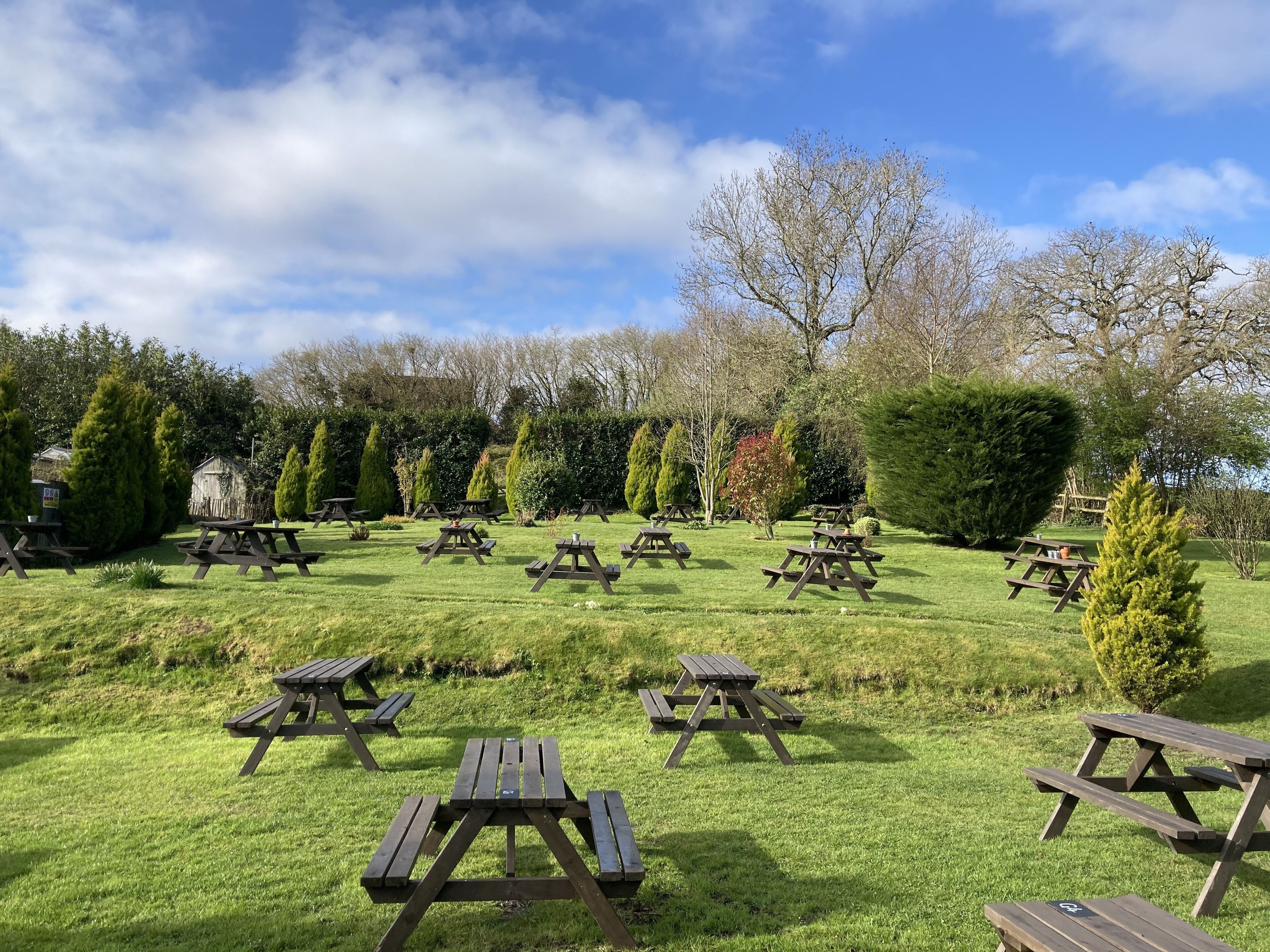 A grassy outdoor area with multiple picnic tables arranged in rows.