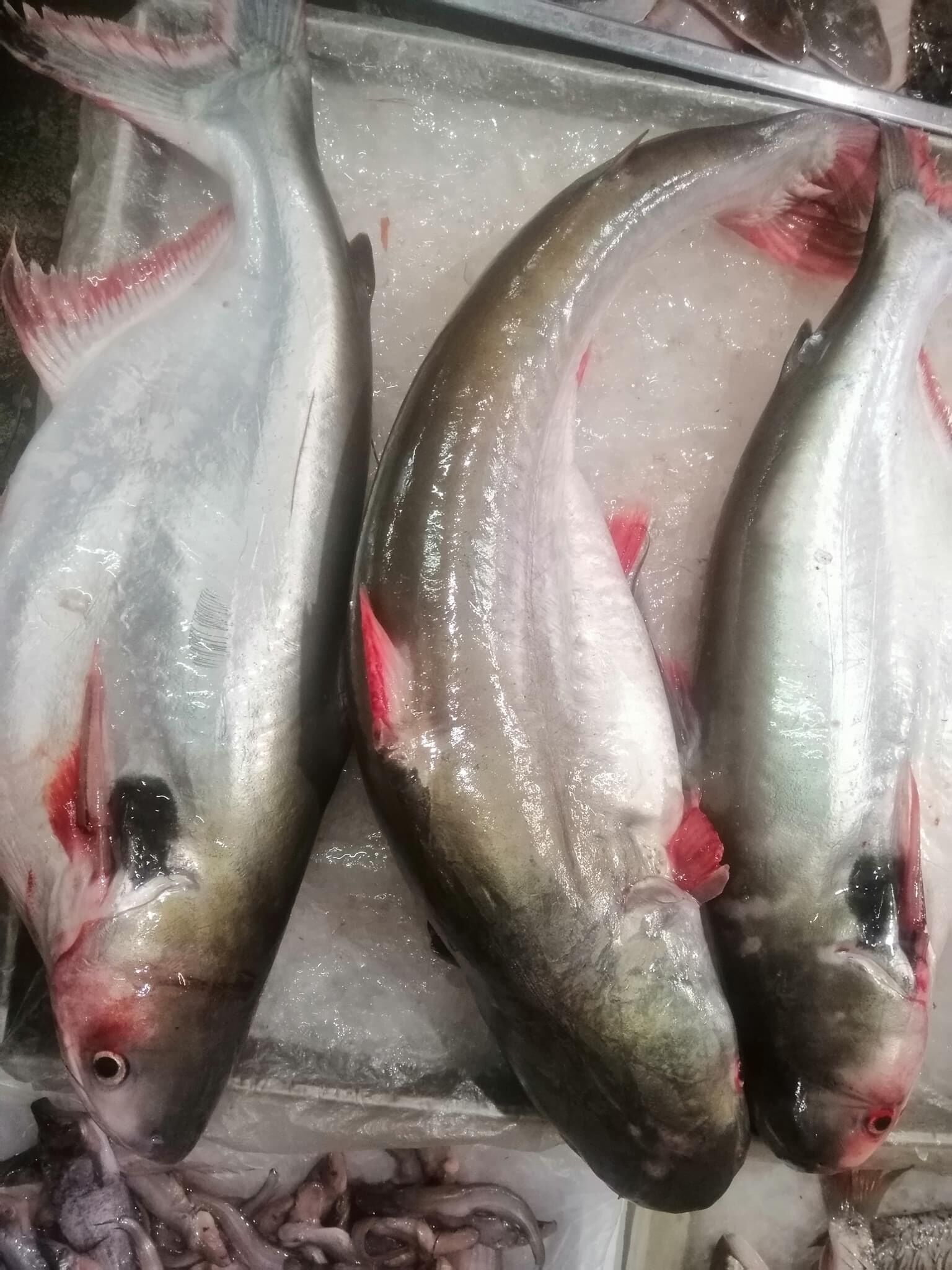 Trois gros poissons sur de la glace.