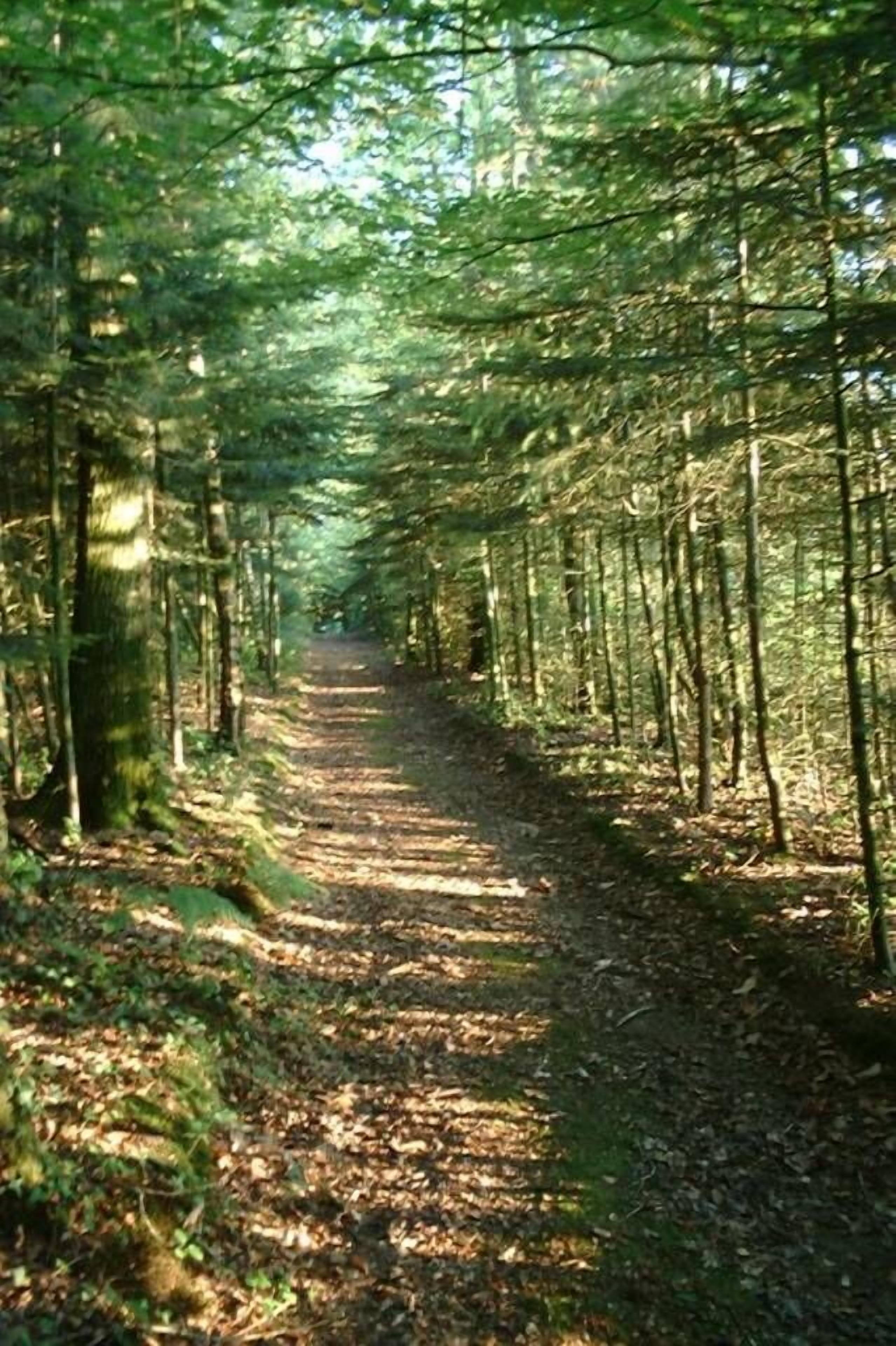 Ein Waldweg, gesäumt von Bäumen.