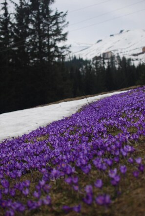 A field of purple flowers adjacent to a snow-covered path. - Zelenaj Dacha (Drahobrat)