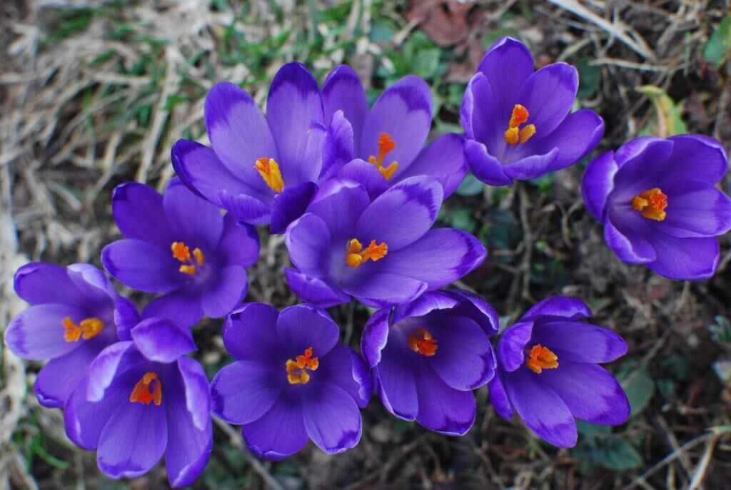 Un grupo de flores de azafrán morado con centros anaranjados.