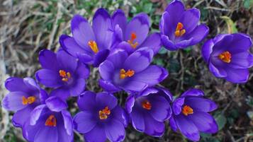 Un grupo de flores de azafrán morado con centros anaranjados.