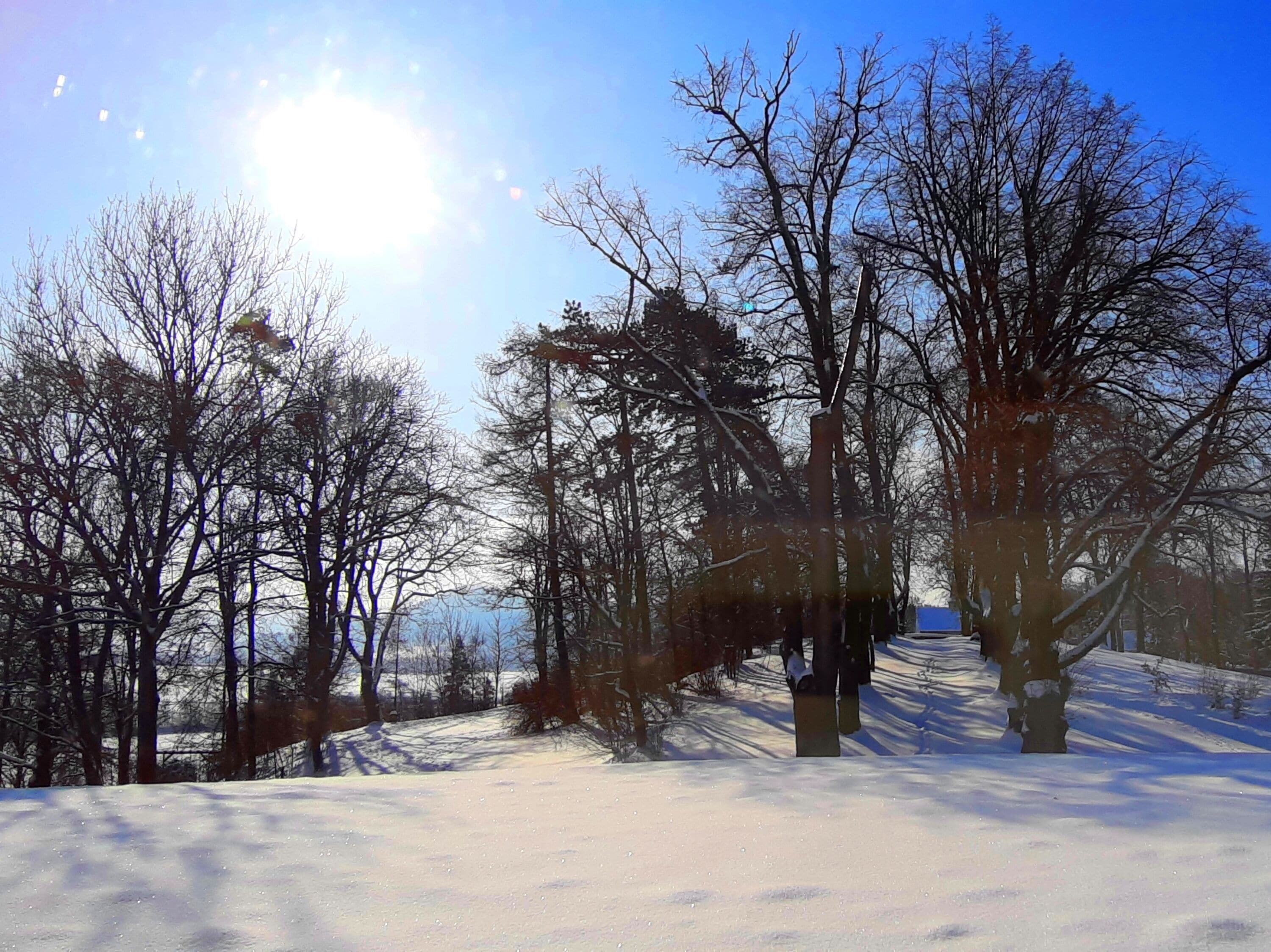 A snow-covered path with bare trees and a clear sky.