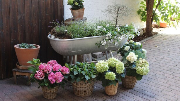 Diverse potplanten en bloemen, geplaatst op een stenen terras.