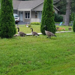 A residential lawn with three geese walking. - Becket Motel (Becket)
