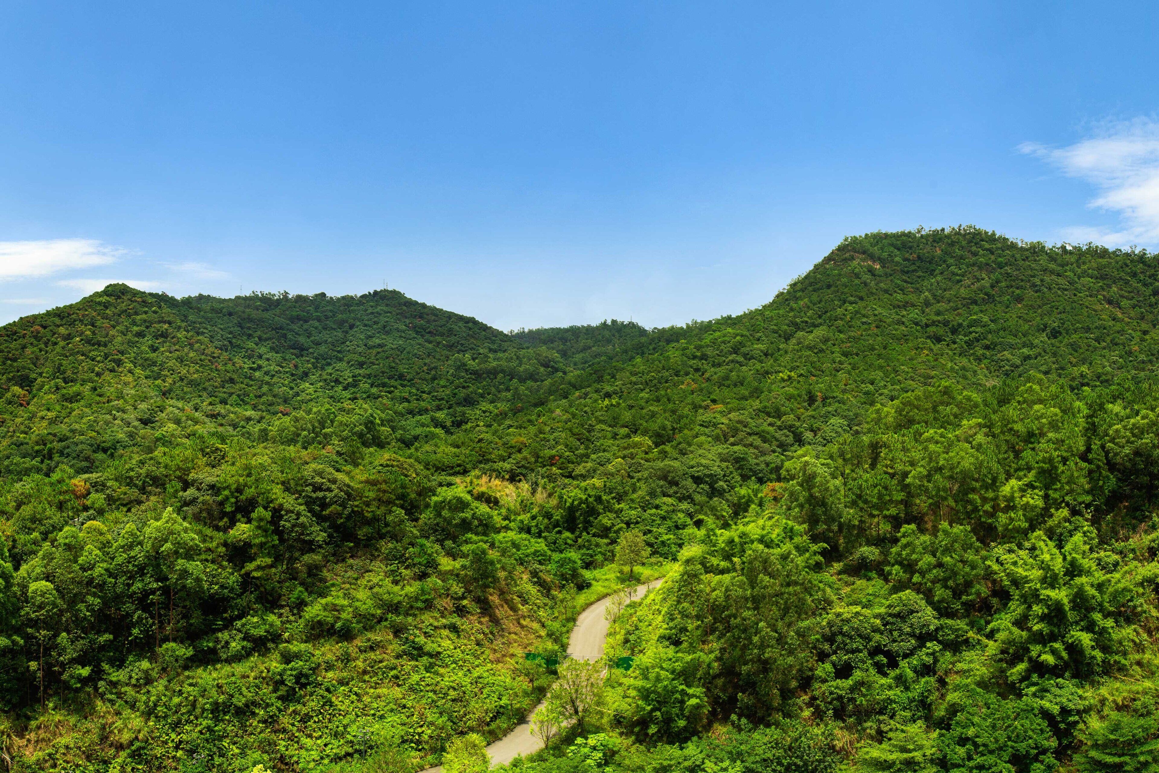 A lush green landscape with a winding road through a forested area, surrounded by hills.