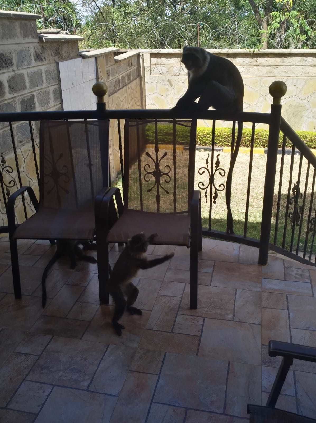 A stone patio with a metal railing, two chairs, and a monkey on the railing.