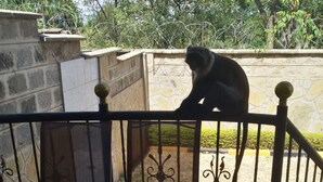 A stone patio with a metal railing, two chairs, and a monkey on the railing. - MJ Homestay by Balozi Nairobi (Nairobi)