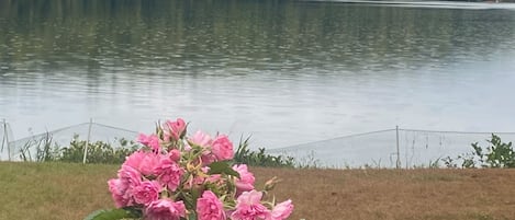 Un lac, avec une zone herbeuse au premier plan et une forêt dense en arrière-plan.