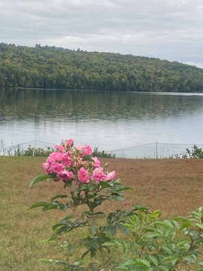 A lake with a grassy area in the foreground and a dense forest in the background.
