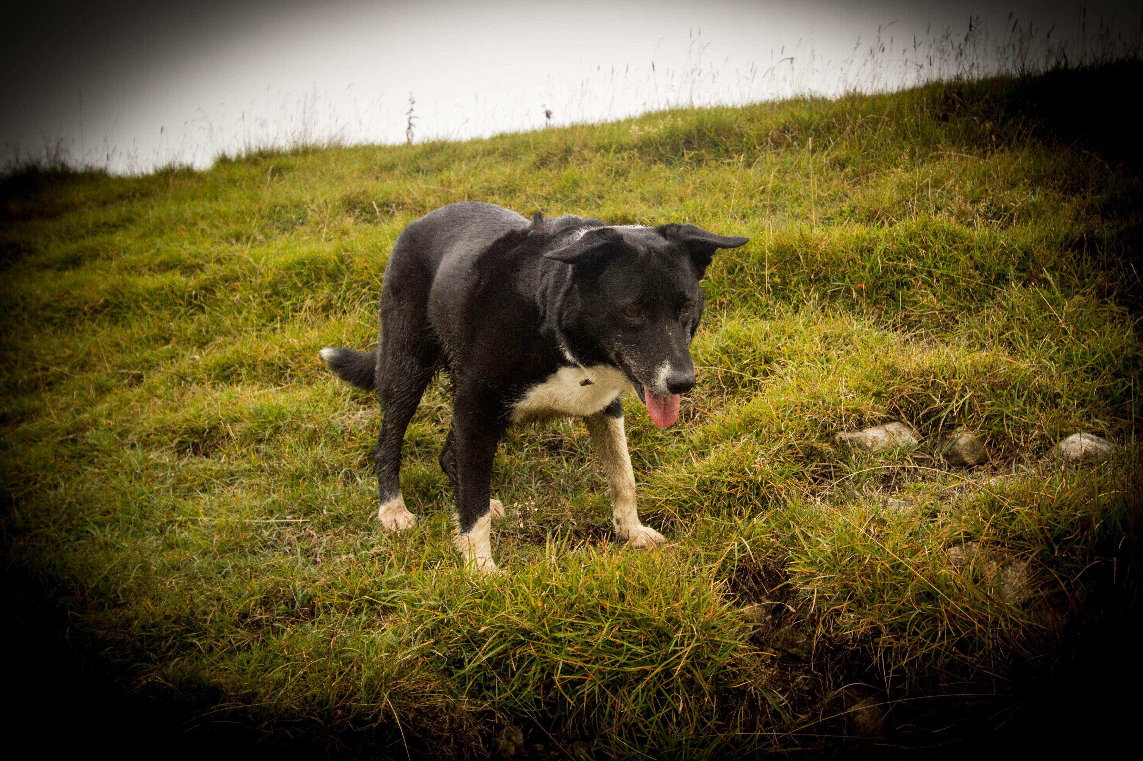 Pet-friendly