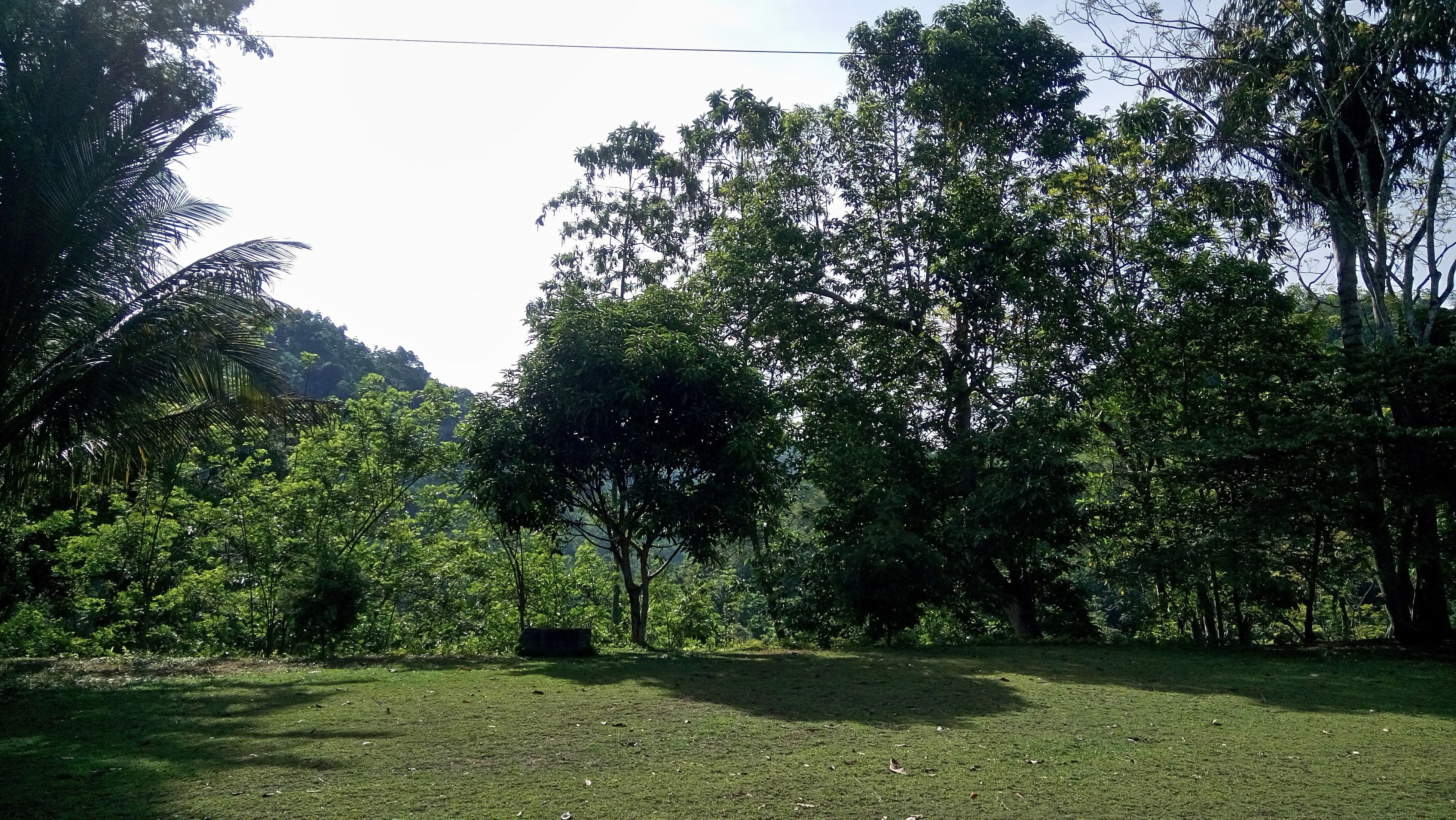 A grassy field with trees and a stone structure.