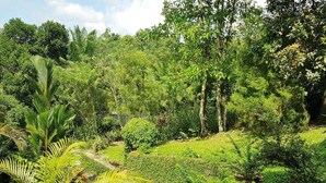A lush garden with dense foliage and a variety of plants. - Tea Leaf Retreat Peradeniya (Doluwa)