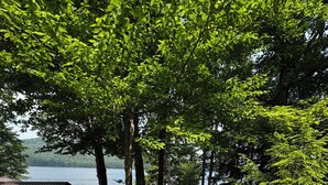 A gravel path leading to a cabin by a lake, surrounded by dense trees and greenery. - Lake Front Cabin with free WiFi - Adirondacks High Peaks Region - Lake Placid (Elizabethtown)