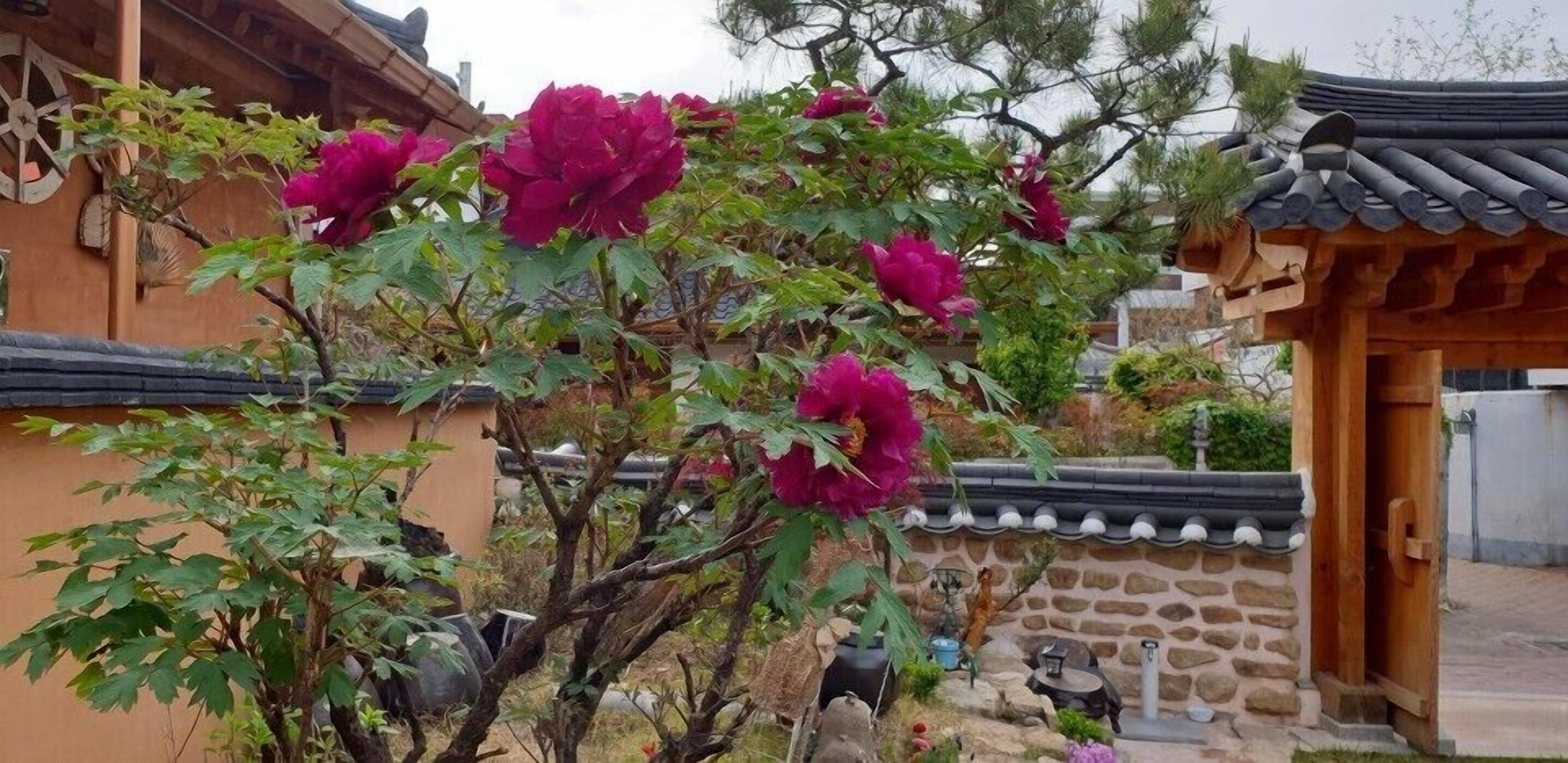 Ein traditioneller koreanischer Garten mit einem hölzernen Pavillon, einer Steinmauer und blühenden Pfingstrosen.