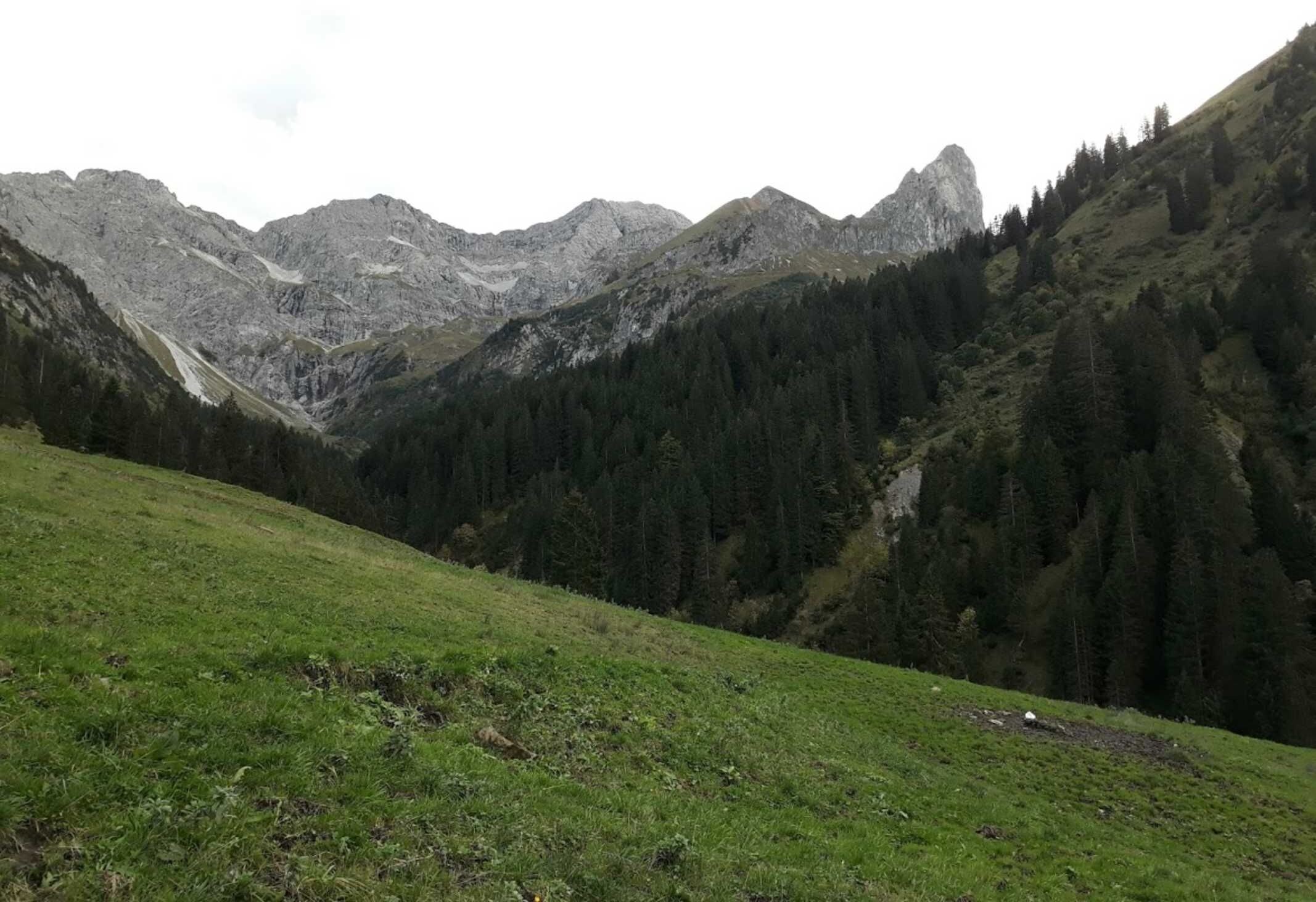 Un paysage montagneux avec une partie avant herbeuse et des pentes densément boisées.