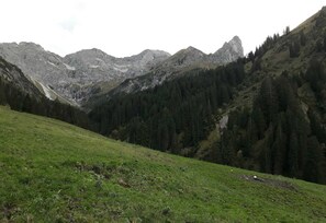 A mountainous landscape with a grassy foreground and dense forested slopes. - Double Room (Type A) - Greber Christine - Frühstückspension Fernblick (Schoppernau)