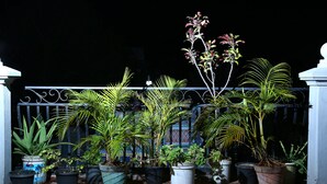 Un balcon agrémenté de plantes en pot et doté d’une rambarde en métal.