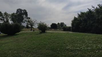 A grassy field with trees and a cloudy sky.