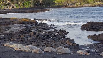 Gandules de platja i tovalloles de platja