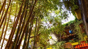 A bamboo forest with a colorful building structure in the background. - La Tour du Terroir (Rivesaltes)
