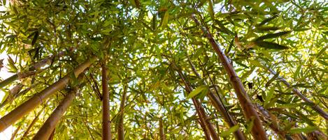 Un denso bosque de bambú con tallos altos y delgados y un dosel de hojas verdes.