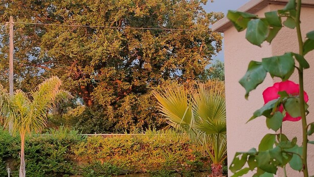 A garden with various plants and flowers, including red geraniums and a rose bush. - Villa Lauro Luxury B&B (Castellabate)