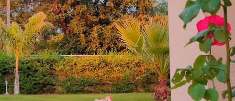 Un jardín con diversas plantas y flores, incluyendo geranios rojos y un rosal.