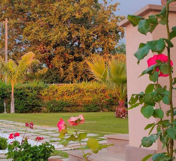 Un jardin où l’on trouve différentes plantes et fleurs, notamment des géraniums rouges et un rosier.