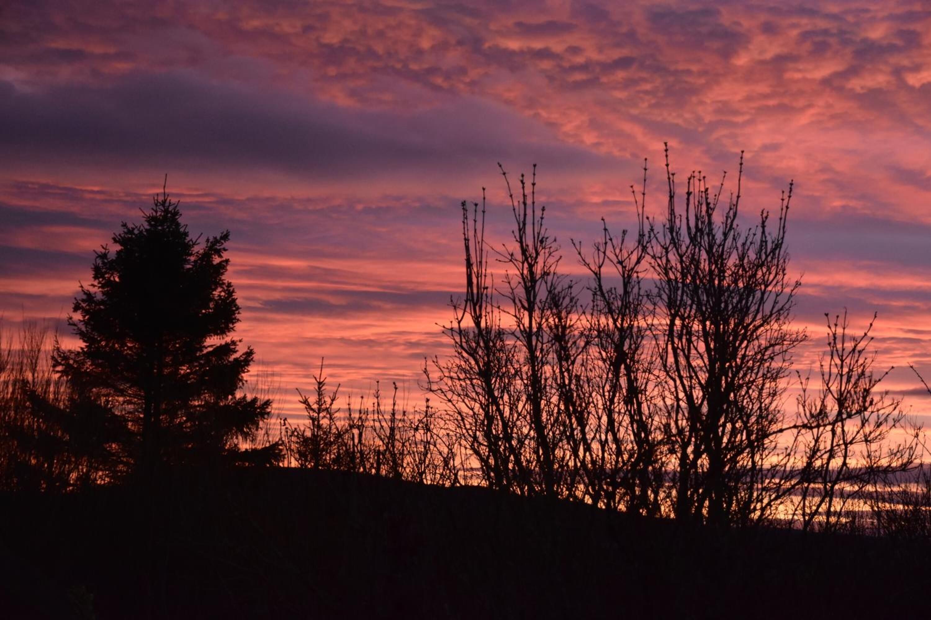 Silhouet van een naaldboom en kale takken voor een ondergaande zon.