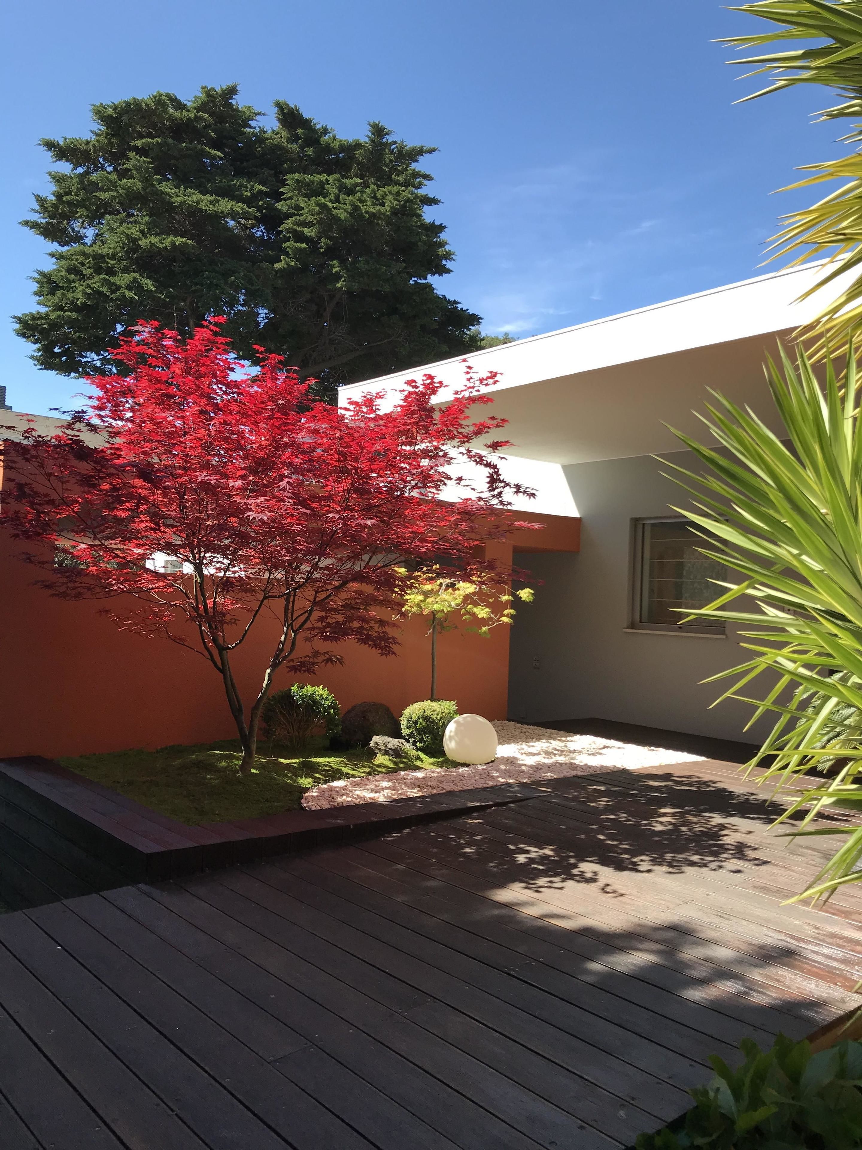 Un edificio moderno con un árbol rojo en primer plano, una pared blanca y una terraza de madera.