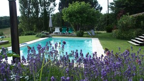 Une piscine entourée de fleurs de lavande, avec une pelouse et quelques chaises longues.