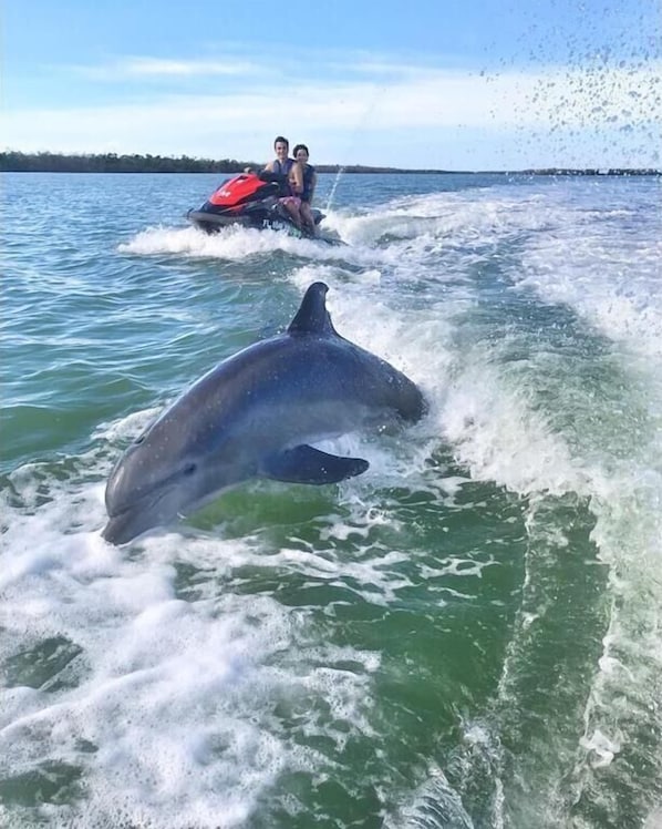 A dolphin jumping out of the water near a jet ski. - Beachfront 2BR/2BA condo with pool, Wi‑Fi, and heated pool access. (Marco Island)