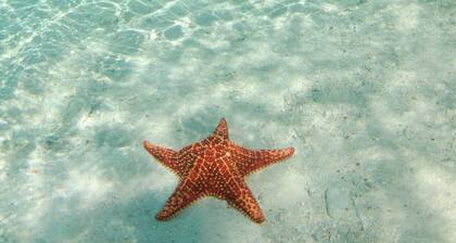 S4 BP | Steps to Beach