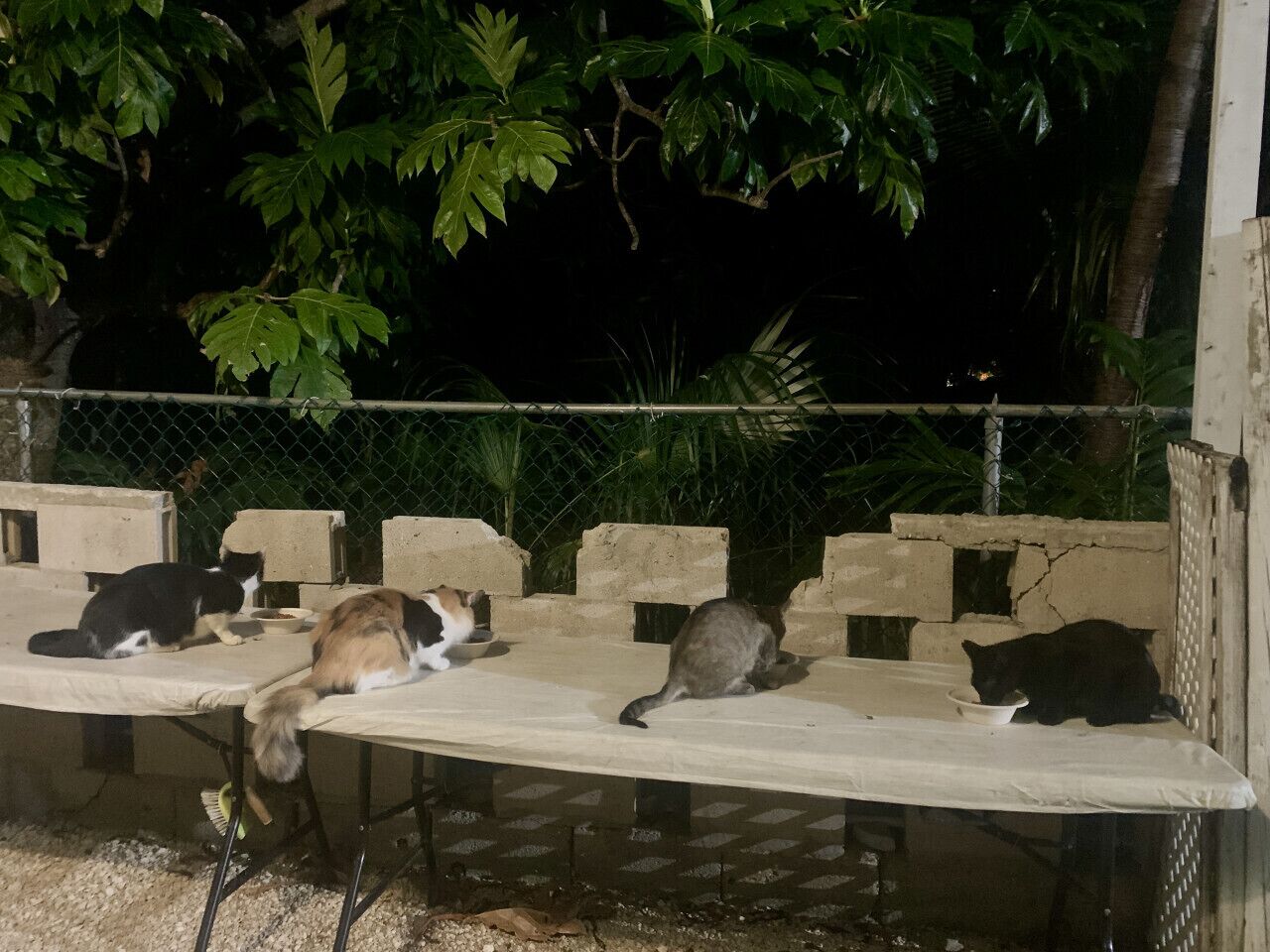 Un gruppo di gatti riposa su panchine all'aperto, sotto un albero.