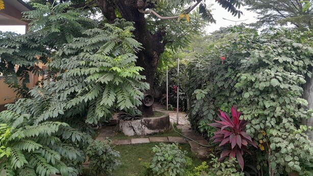 Un jardin luxuriant, où l’on trouve une grande variété d’arbres et de plantes, dont une espèce remarquable à feuilles rouges.