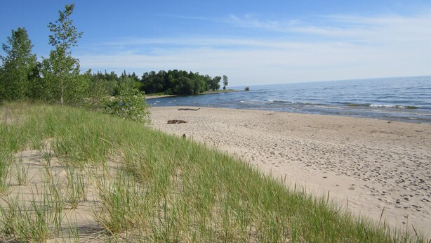 Une plage de sable, avec de l’herbe au premier plan et une zone boisée en arrière-plan.