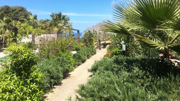 A garden path with various plants and a palm tree. - Villa Panoramica Sul Mare (Valderice)