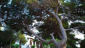 A large tree with a twisted trunk in a landscaped area with a building in the background. - Villa Panoramica Sul Mare (Valderice)
