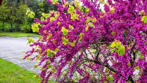 A parking lot with a tree in full bloom with pink flowers. - Hoteleco Sud (Le Passage)