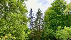 Un jardín exuberante con un estanque, rodeado de diversos árboles y plantas en flor.