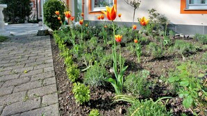 Um edifício com janelas emolduradas em laranja, um caminho de tijolos e um jardim com tulipas.