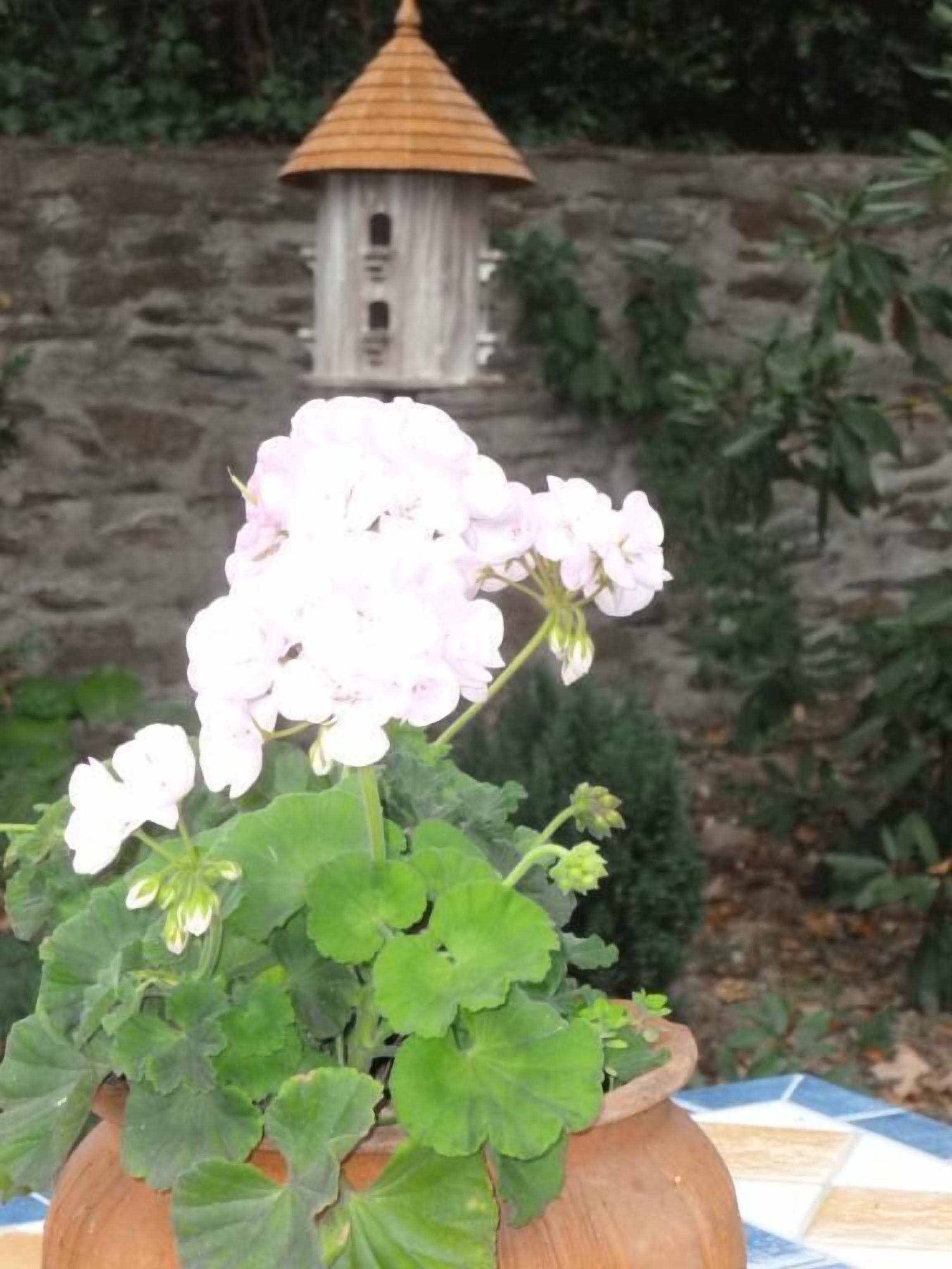 A potted plant with pink flowers in a tiled area.