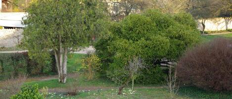 A garden with various trees and shrubs, a pathway, and a building in the background.